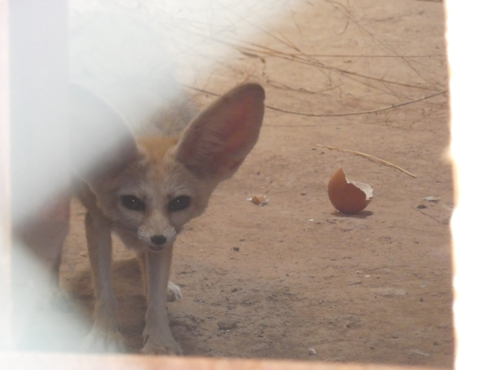 fennec fox; desert fox