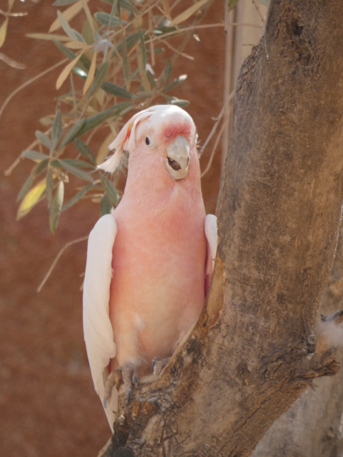 cockatoo