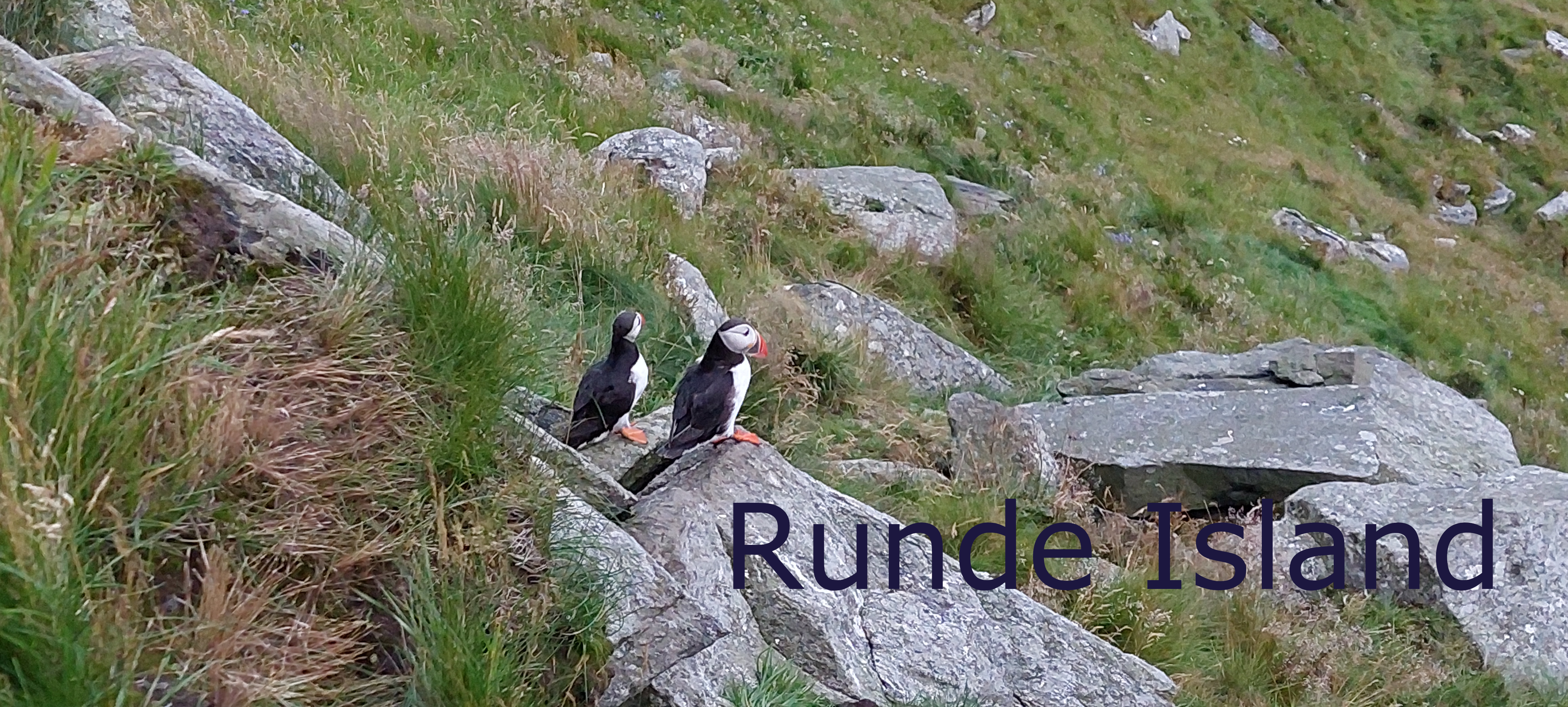 Runde Island; puffin; Norway; travel