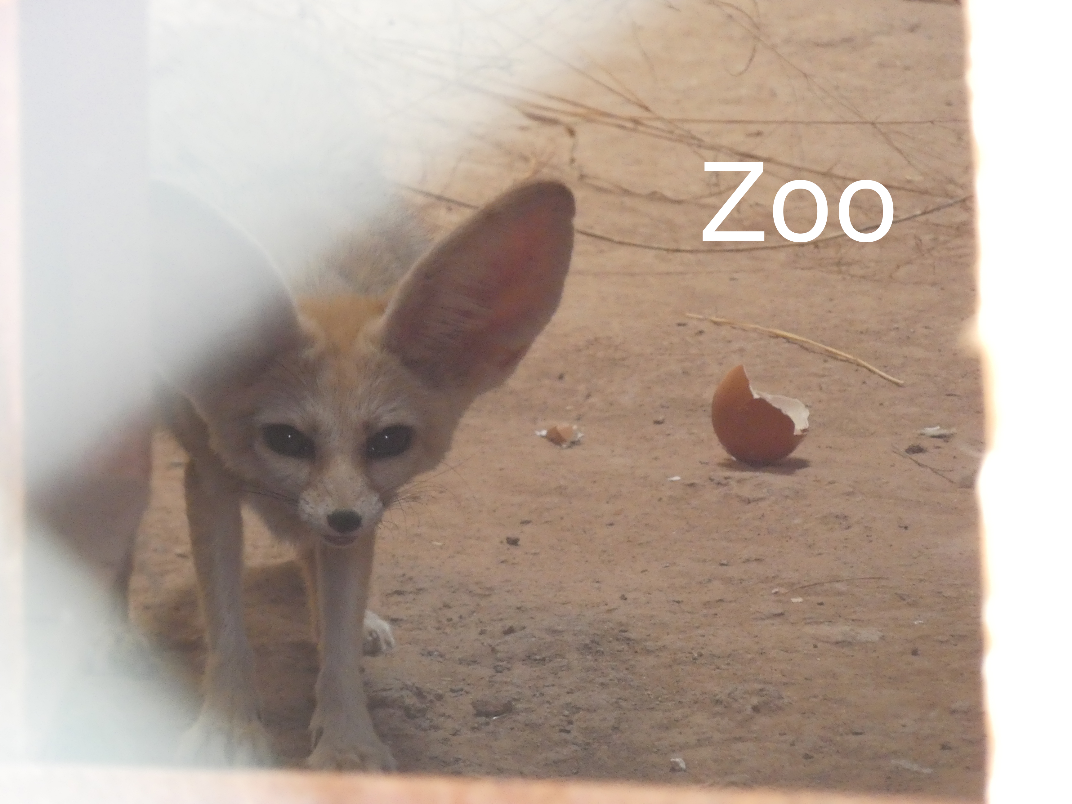 Zoo; La perle aux oiseaux; fennec fox; desert fox; ostrich; Morocco; travel